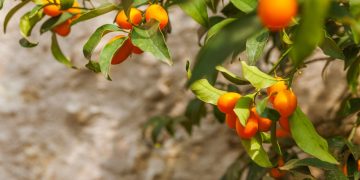 ¿Cabello seco y opaco? Te presentamos la línea Glossy de Benvoleo y todo lo que puede hacer por tu imagen