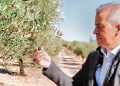 Óscar Arranz, CEO de Masía Vilaplana: “Estas tierras guardan un tesoro, nuestro AOVE, que merecía ser compartido”