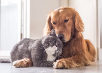 La revolución de la salud oral para mascotas llega a Farmacia Velázquez 30, Madrid