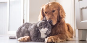 La revolución de la salud oral para mascotas llega a Farmacia Velázquez 30, Madrid